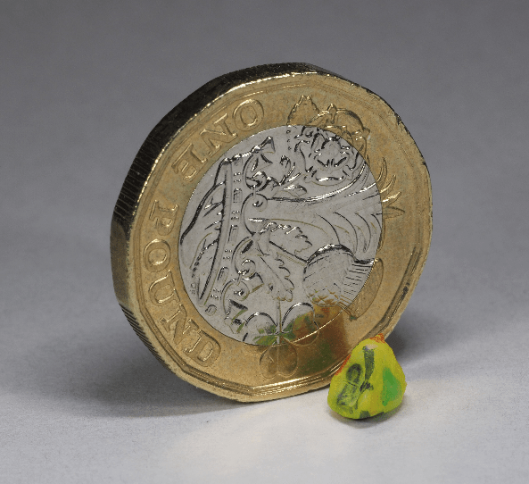 A human milk tooth, shown with a pound coin to illustrate its small size